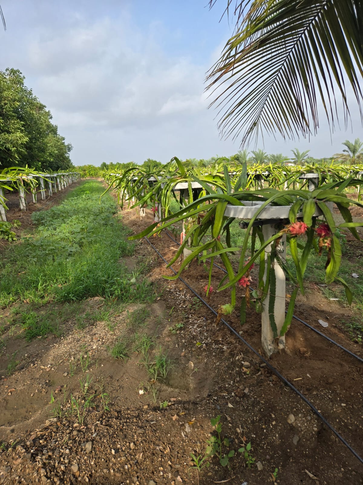 Dev-Ratan Agro Farm | Premium Organic Mangoes | Fresh Farm to Doorstep